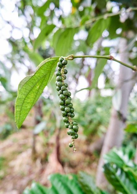 gros plan sur une plante de poivre noir plantée dans un petit jardin le poivre noir pousse beaucoup sur la plante