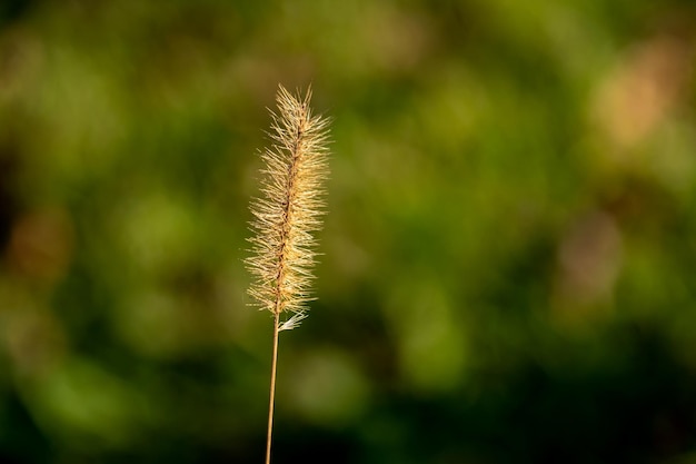 gros plan d'une plante sèche