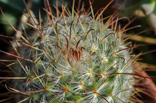 Gros plan d'une plante succulente Cactus vert