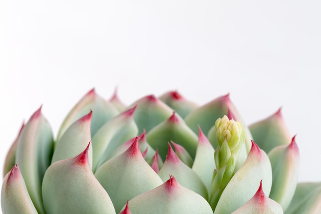 Gros plan de plante succulente sur fond blanc