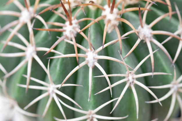 Gros plan d'une plante succulente, Gymnocalycium Cactus avec d'épaisses épines d'araignée en pot.