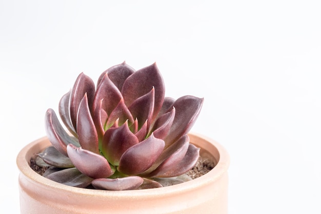 Gros plan de plante succulente pourpre sur fond blanc