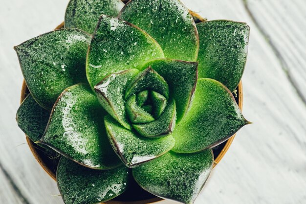 Gros plan de plante succulente sur la table en bois