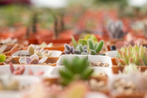 Gros plan d&#39;une plante succulente