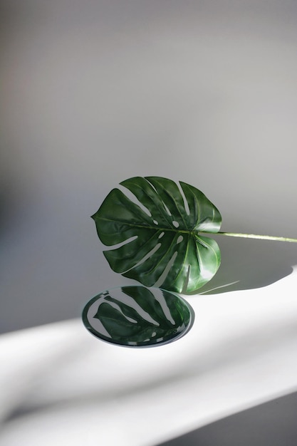 Gros plan de la plante sur la table