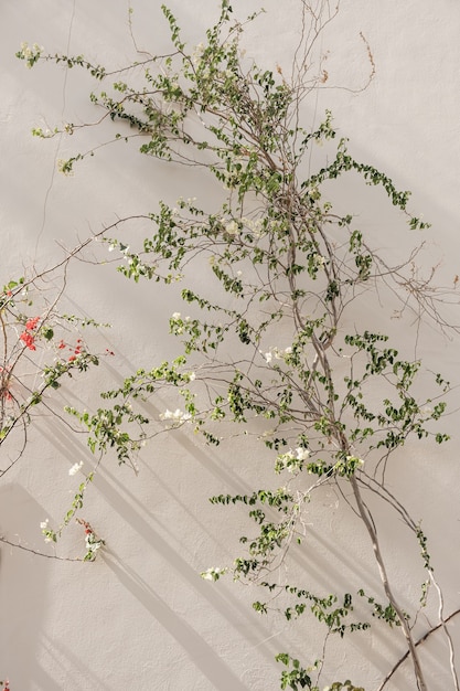 Gros plan d'une plante tropicale avec de belles fleurs blanches et rouges et des feuilles vertes contre un mur beige avec des ombres du soleil