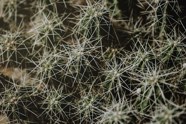 Gros plan de plante tropicale verte. Cactus