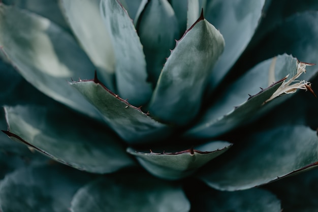 Gros plan de plante tropicale verte. Cactus