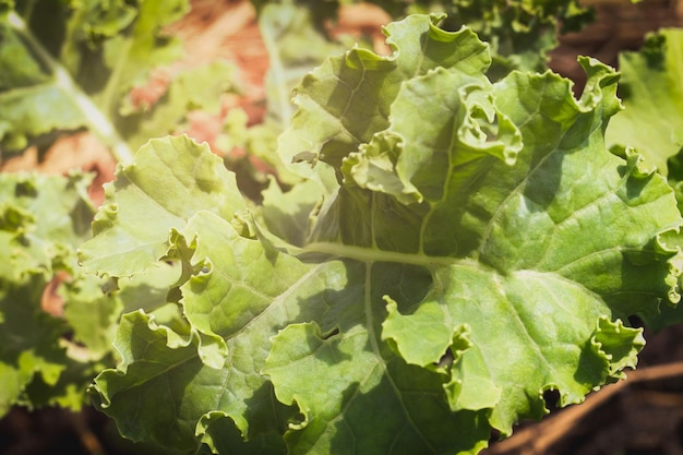 Gros plan d'une plante verte de chou frisé