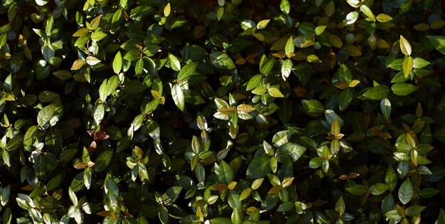 Un gros plan d'une plante verte avec des feuilles