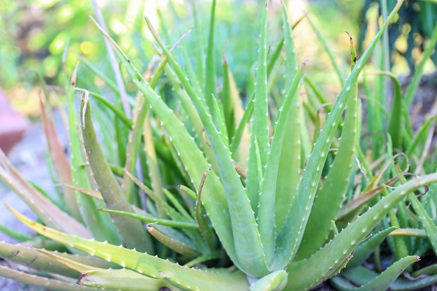 Gros plan sur une plante verte fraîche d'aloe vera dans le jardin d'herbes aromatiques