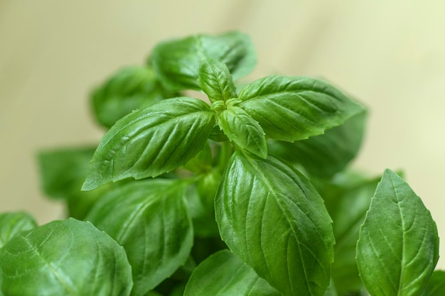 Gros plan d'une plante verte fraîche