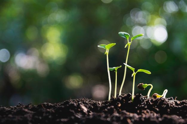 Gros plan d&#39;une plante verte et petite. Plantes vertes fraîches sur fond de nature.