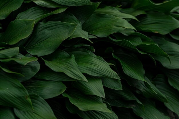 Gros plan de plante verte pour le fond de la texture de l'oseille verte soft selective focus Les feuilles vertes forment une forme naturelle