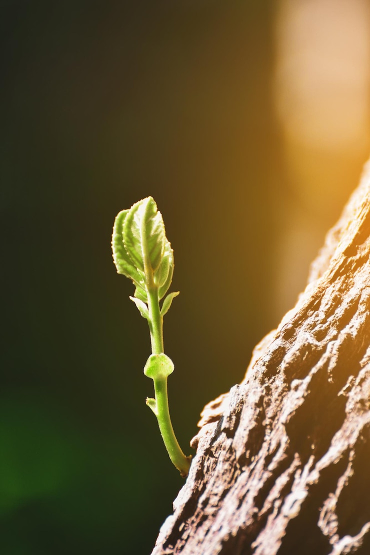 Photo gros plan, de, plante verte