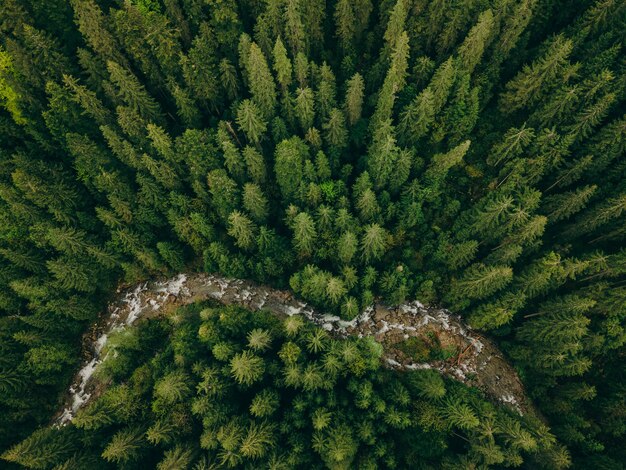 Un Gros Plan D'une Plante Verte