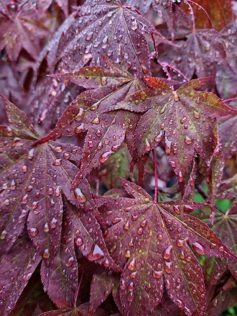 Un gros plan d'une plante violette avec des gouttes d'eau dessus.