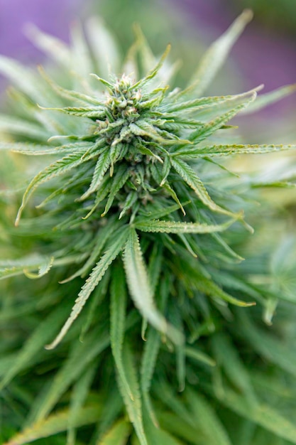 Gros plan, plante