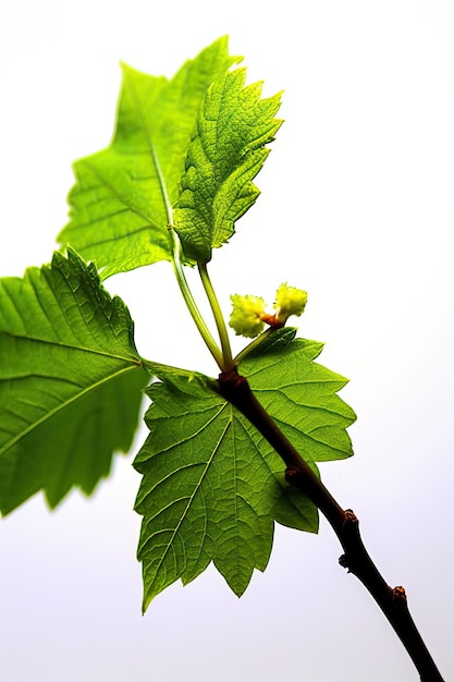 Un gros plan d'une plante