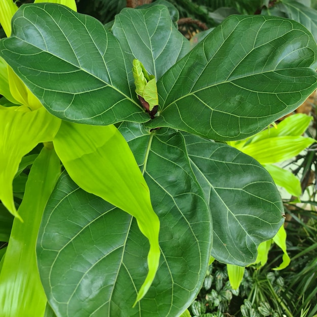 Un gros plan d'une plante