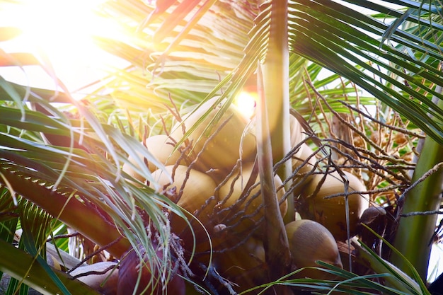 Photo un gros plan des plantes de bambou