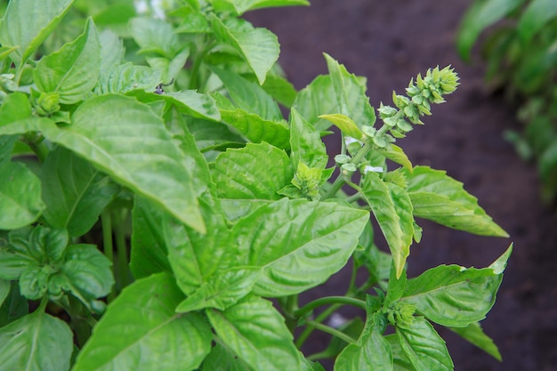 Gros plan des plantes de basilic sur le lit de jardin avec une faible profondeur de champ