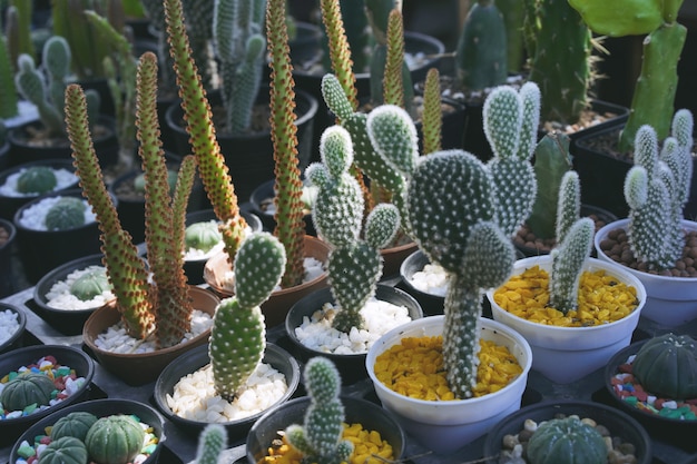 Photo gros plan de plantes de cactus dans le pot