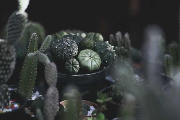 Gros plan de plantes de cactus dans le pot