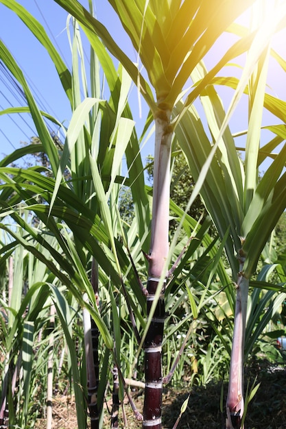 Gros plan de plantes de canne à sucre en croissance au champ