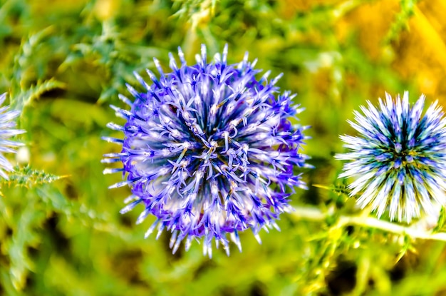 Gros plan de plantes Echinops, herbes vivaces dans une journée ensoleillée.