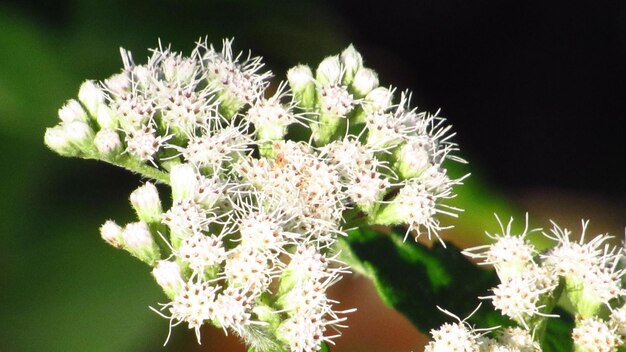 Un gros plan de plantes à fleurs blanches.