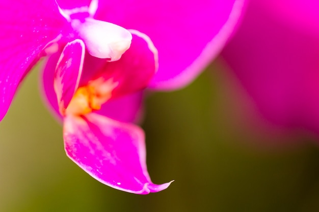 Gros plan de plantes d'orchidées colorées en pleine floraison.