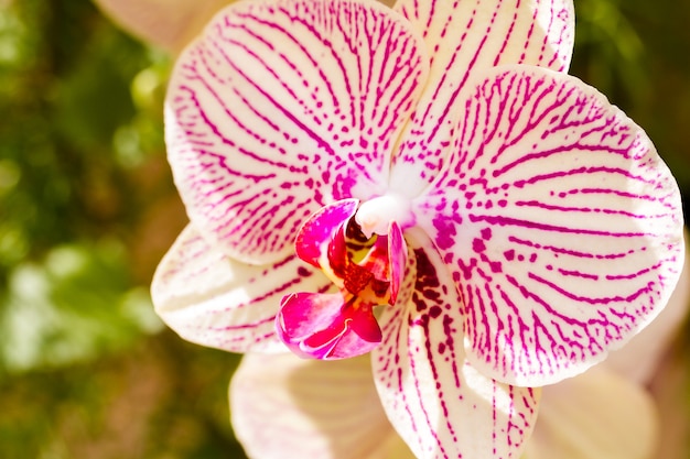 Gros plan de plantes d'orchidées colorées en pleine floraison.