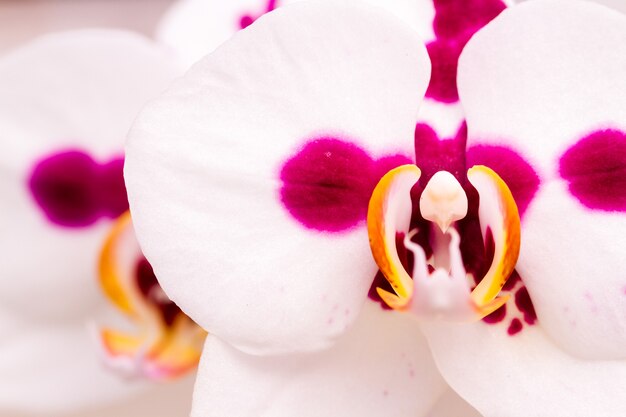 Photo gros plan de plantes d'orchidées colorées en pleine floraison.