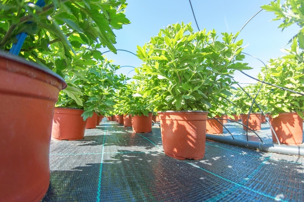 Gros plan de plantes en pot, pots de fleurs en plein air, pépinière pour plantes