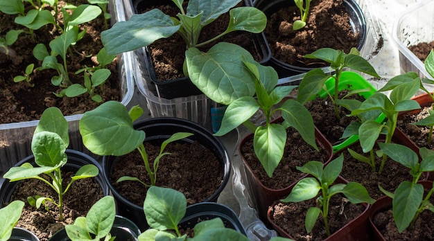 Un gros plan de plantes en pots avec de la terre en arrière-plan