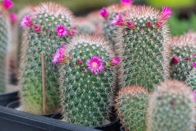 Photo gros plan de plantes succulentes de cactus