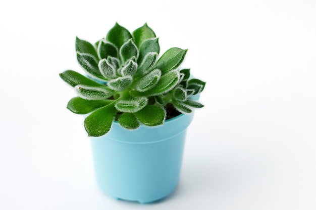 Gros plan des plantes succulentes sur fond blanc, succulentes vertes, Echeveria Setosa