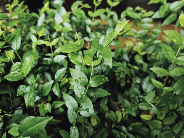 Gros plan des plantes vertes fraîches avec des gouttelettes de pluie sur les feuilles