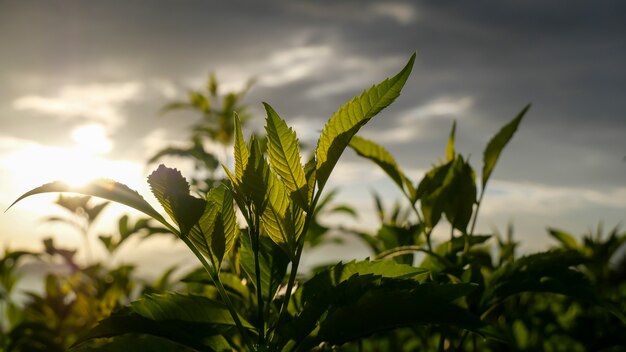 Gros plan de plantes vertes fraîches avec la lumière du soleil le soir