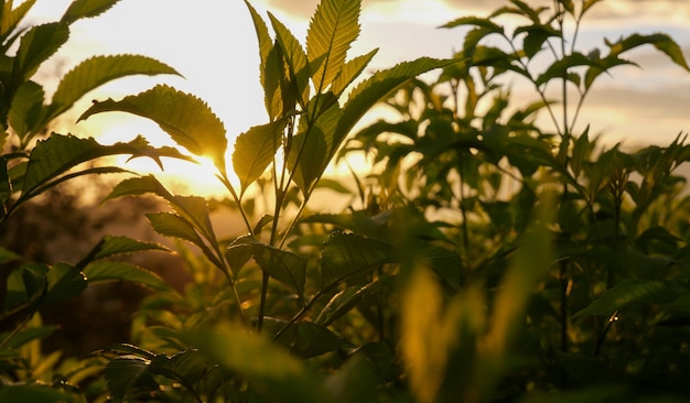 Gros plan de plantes vertes fraîches avec la lumière du soleil le soir