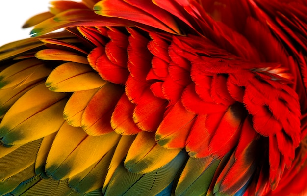 Gros plan sur des plumes d'ara rouge (4 ans) isolated on white