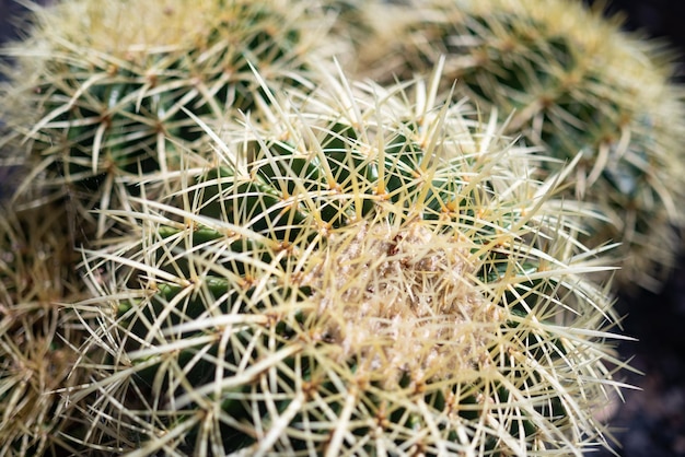 Gros plan le plus flou du cactus baril doré ou echinocactus grusonii hildm Siège de la belle-mère ou cactus boule d'or en fleur Forme ronde du cactus et de la fleur Une plante rare et en voie de disparition