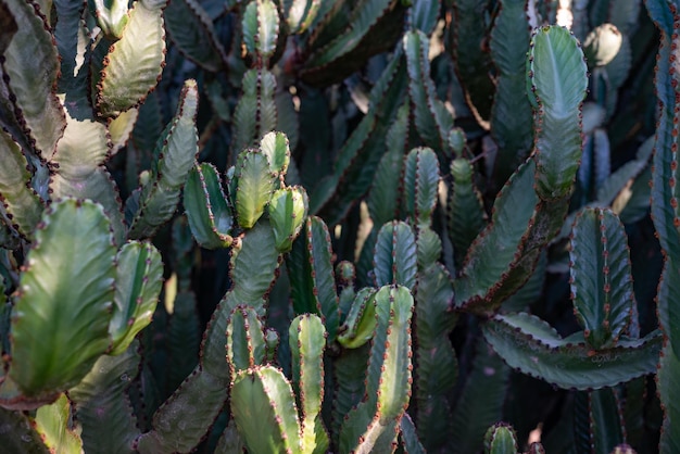 Gros plan le plus souvent flou des troncs d'euphorbe des îles Canaries Euphorbia canariensis épineux et succulent Troncs charnus ressemblant à des cactus de forme quadrangulaire ou pentagonale Endémique des îles Canaries