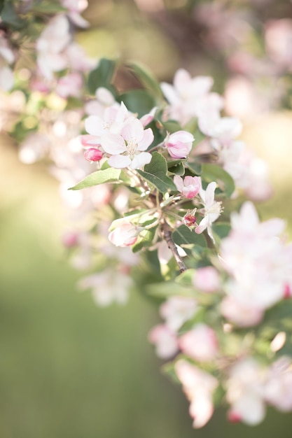 Gros plan de poirier en fleurs