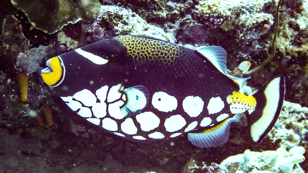 Gros plan poisson déclencheur de clown (Balistoides conspisillum), Maldives.