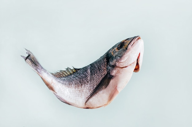 Gros plan de poisson dorade cru sur fond bleu clair