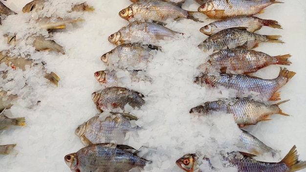 Gros plan de poisson frais réfrigéré allongé dans la glace sur la fenêtre du supermarché