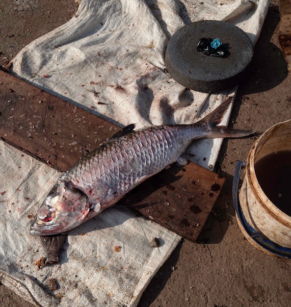 Gros plan de poisson séché