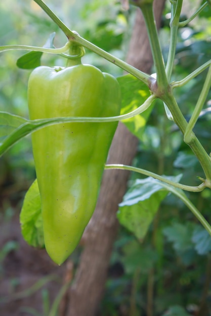 Gros plan poivron vert poussant sur bush dans le jardin.